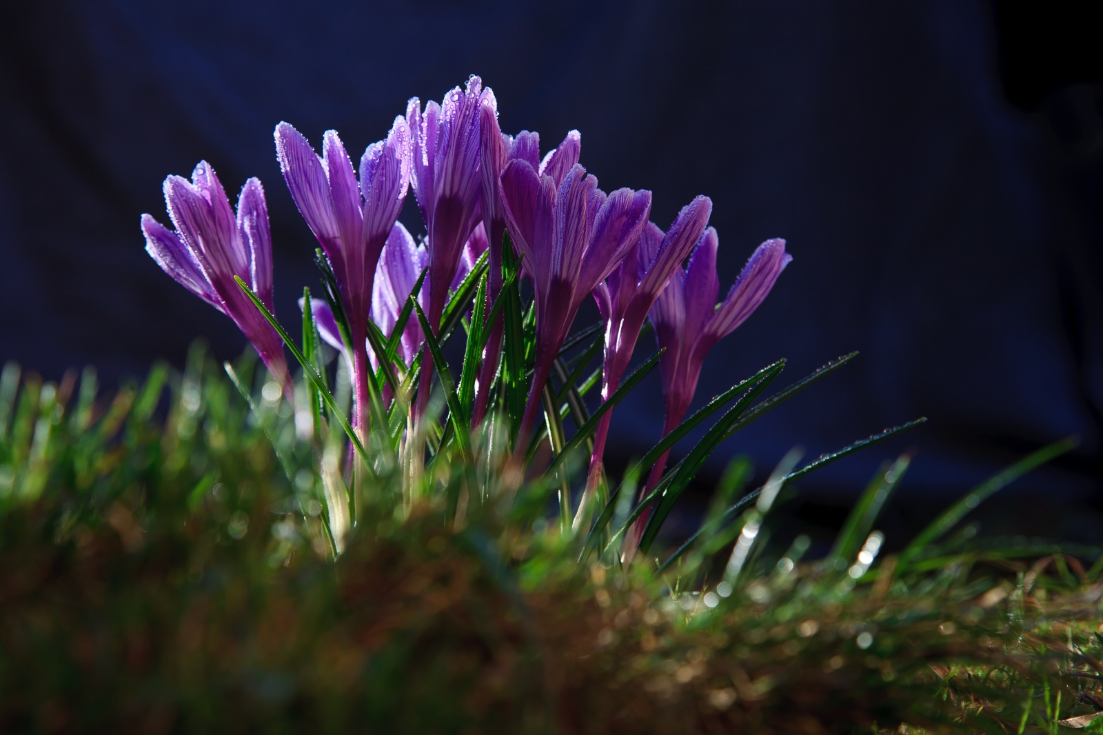 11. Platz Josef Schafnitzel